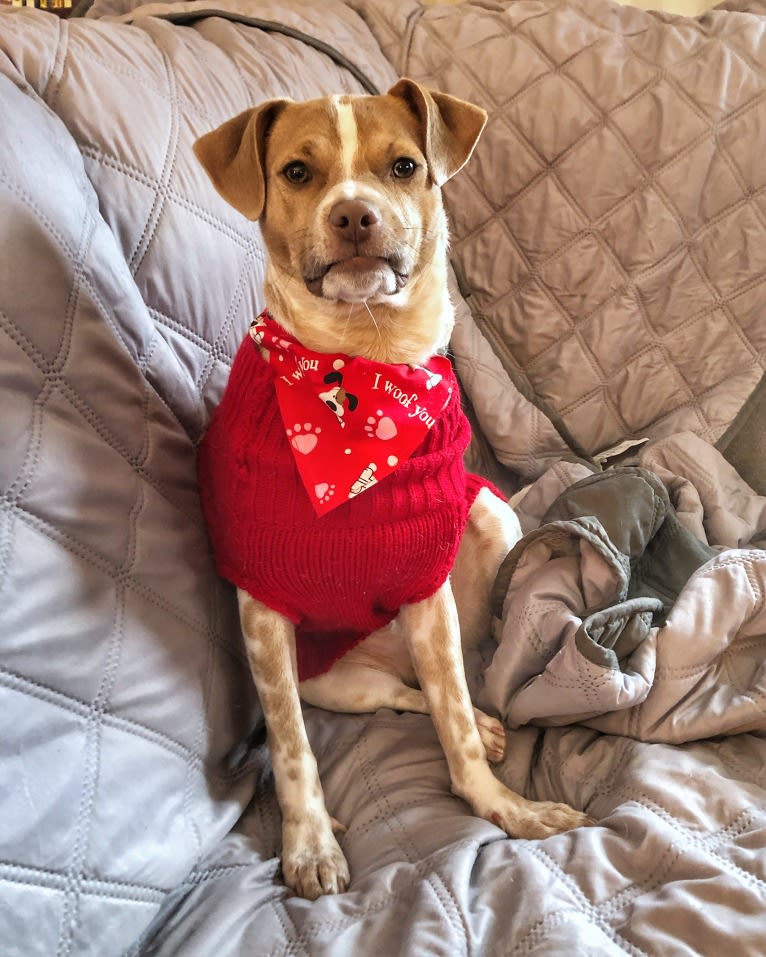 Sky, a Chihuahua and Boston Terrier mix tested with EmbarkVet.com