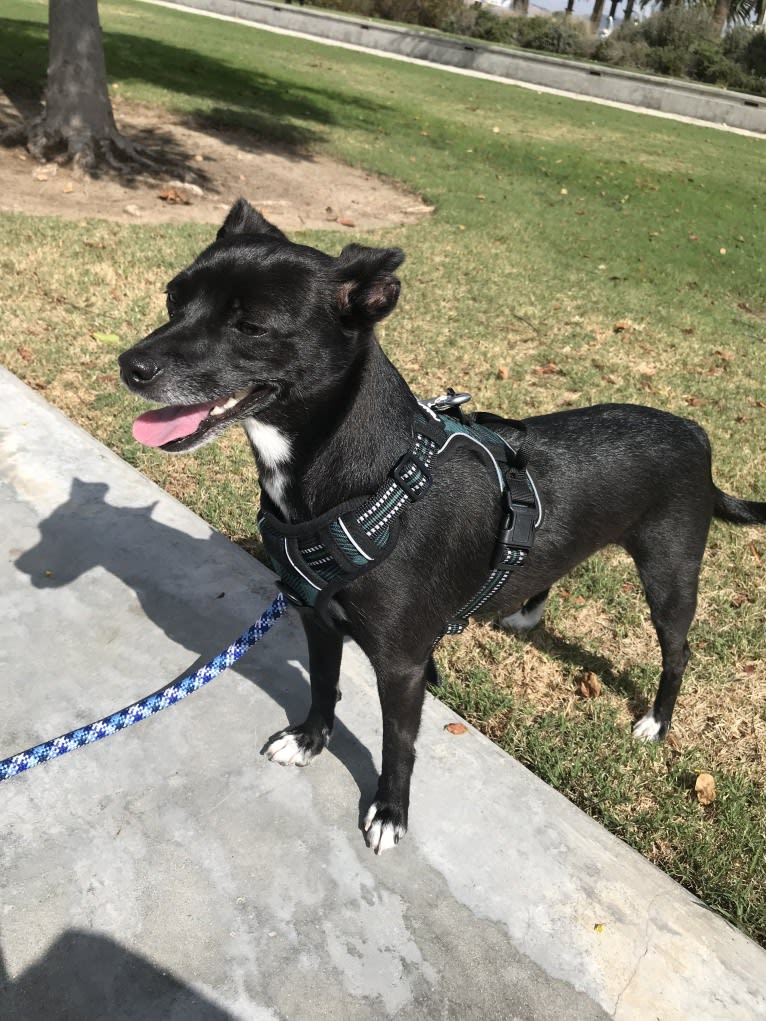 Snoopy, a Chihuahua and Poodle (Small) mix tested with EmbarkVet.com