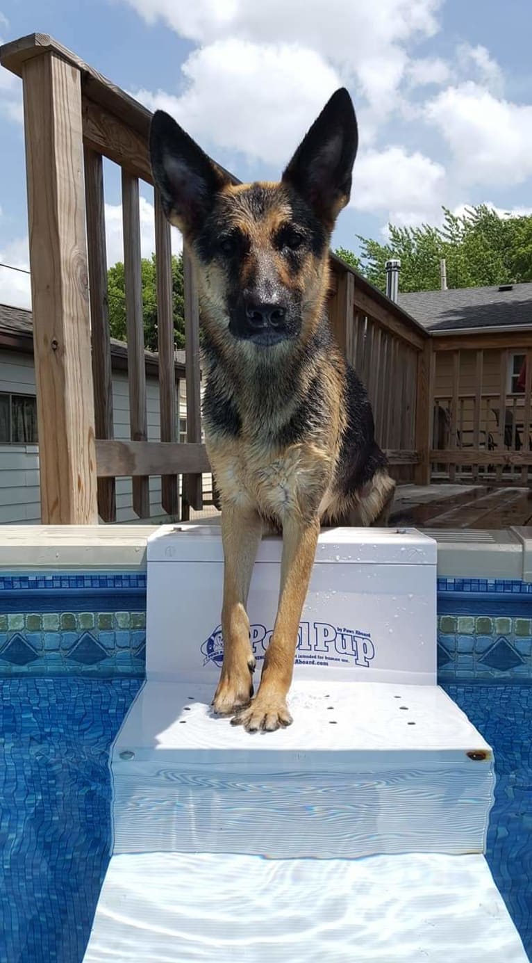 Ava Lynch, a German Shepherd Dog tested with EmbarkVet.com