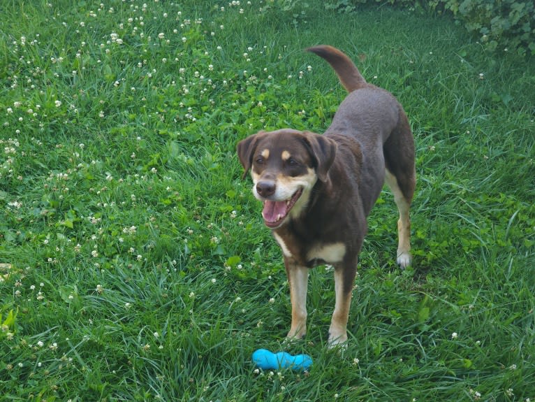 Kuemper, a Labrador Retriever and Golden Retriever mix tested with EmbarkVet.com