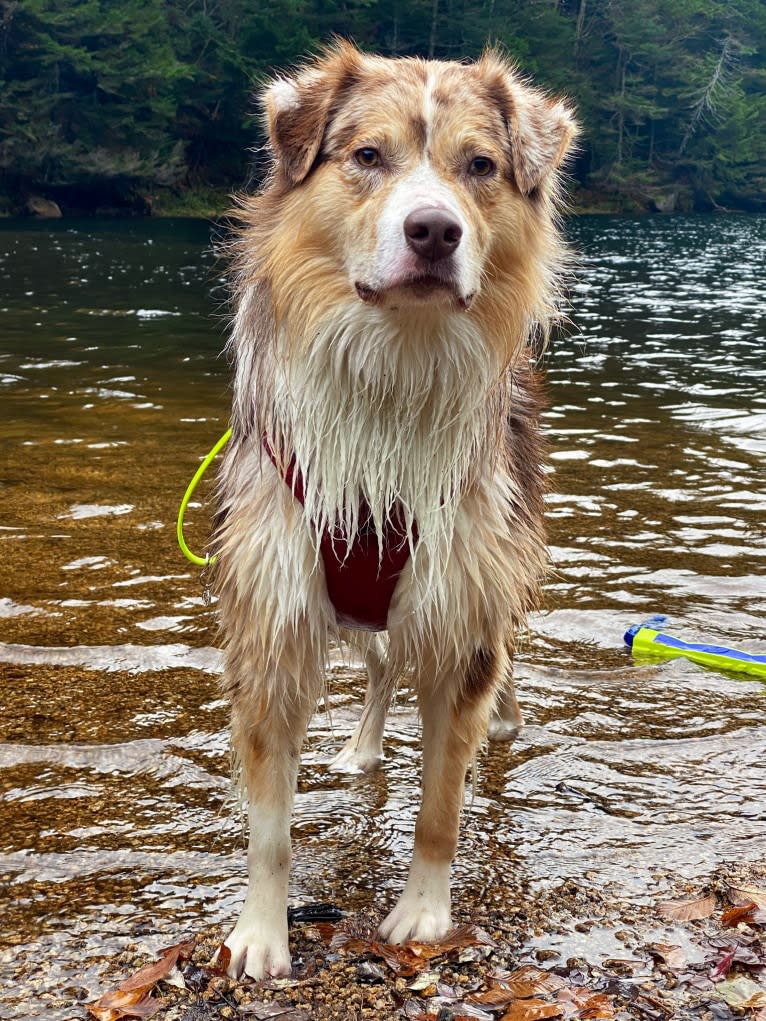 Neville, an Australian Shepherd tested with EmbarkVet.com