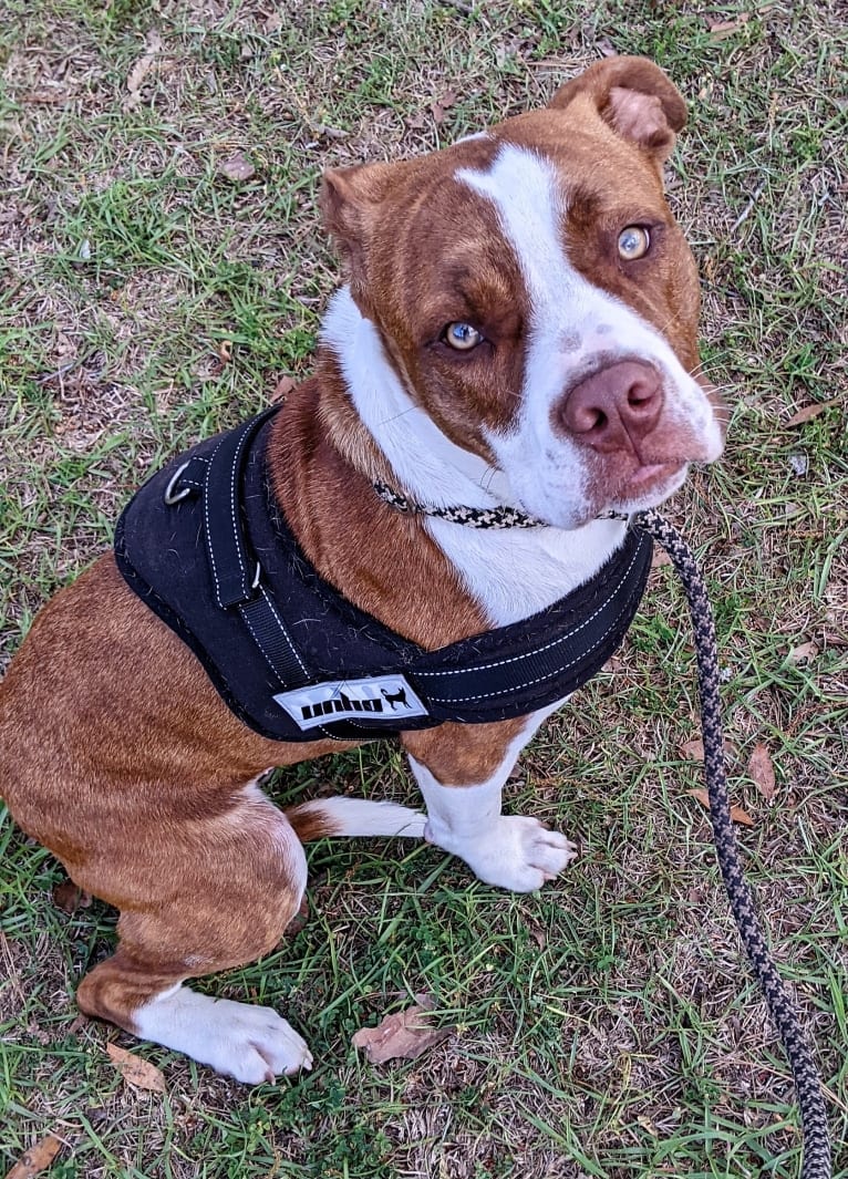 Charlie, an American Pit Bull Terrier and Bulldog mix tested with EmbarkVet.com