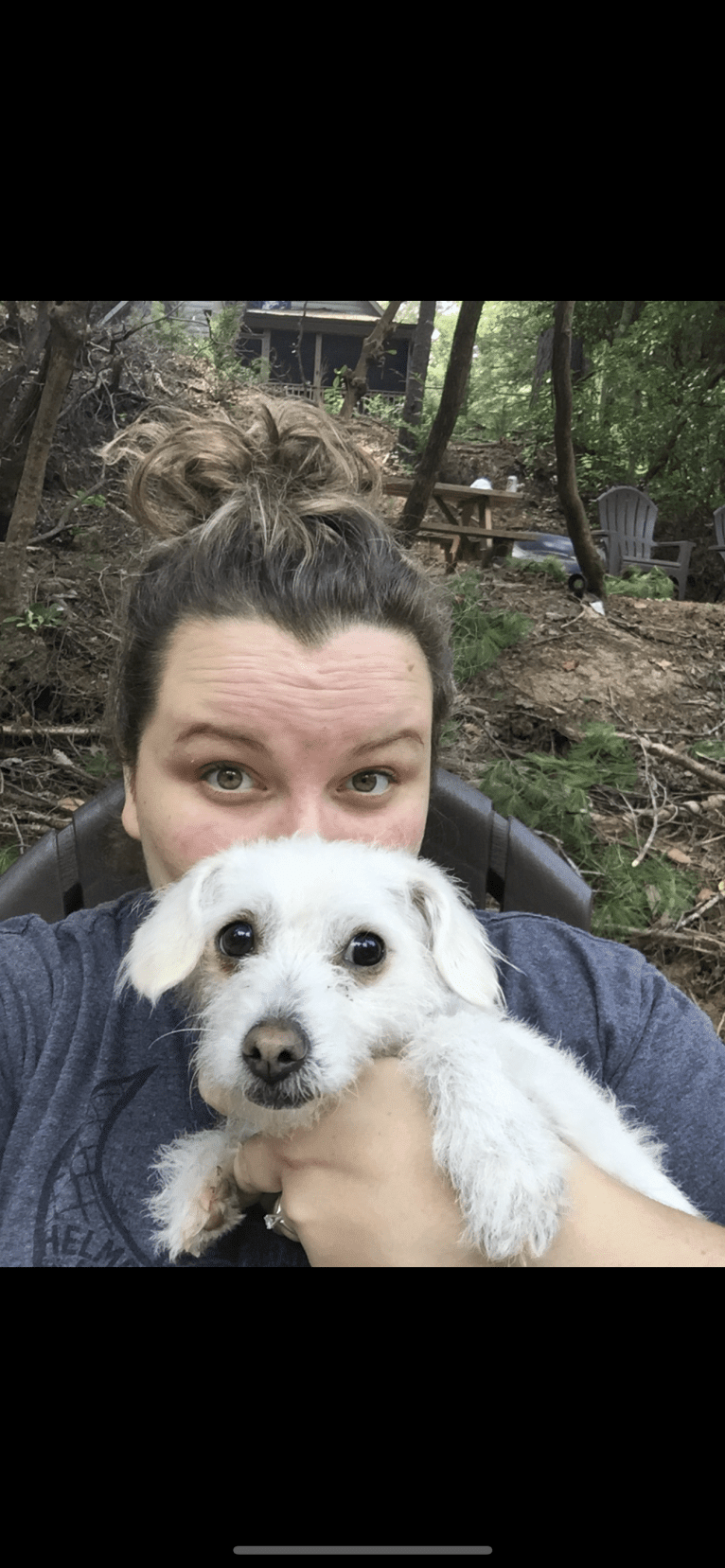 Bella, a Poodle (Small) and Chihuahua mix tested with EmbarkVet.com