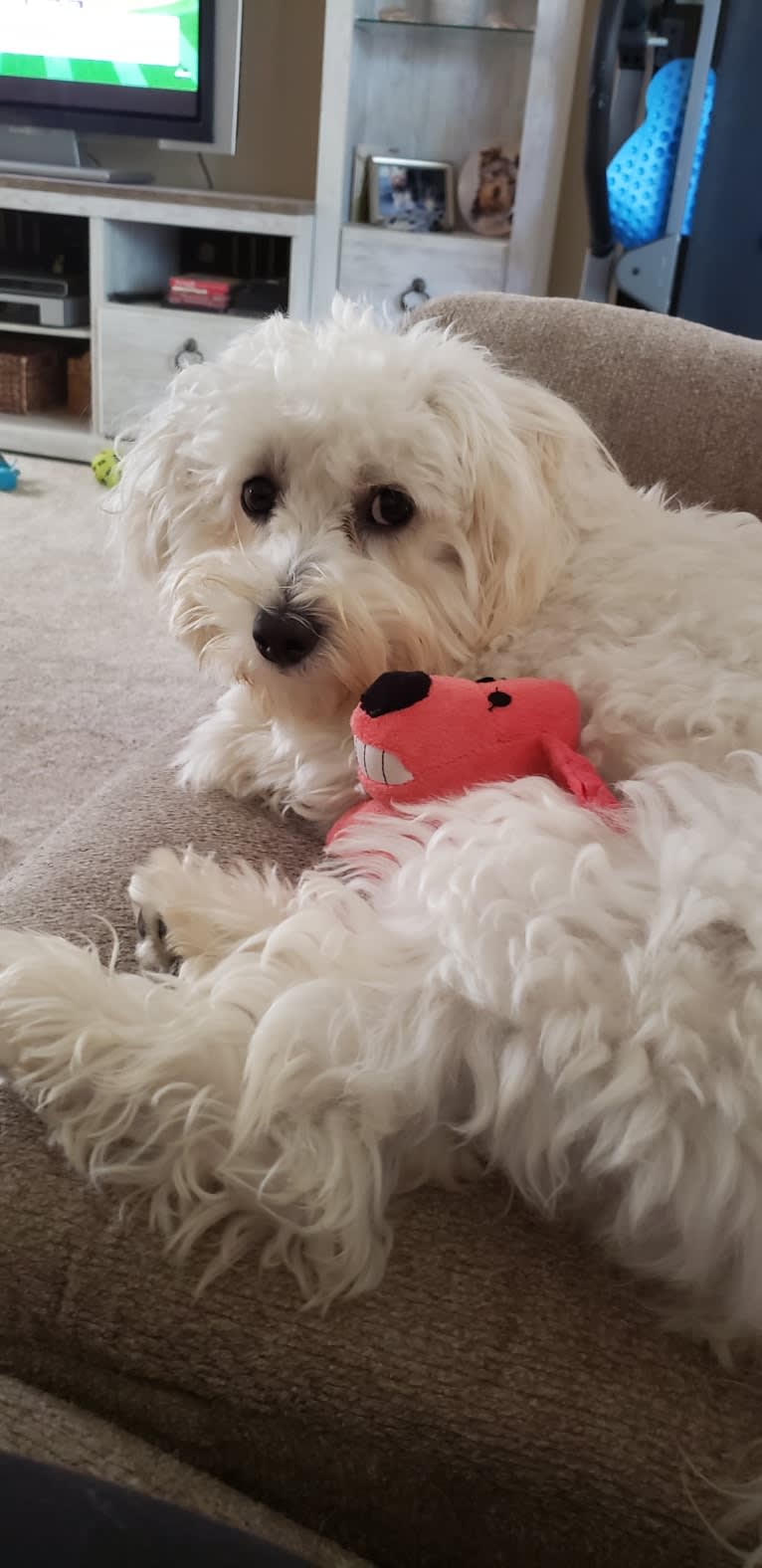 Benji, a Poodle (Small) and Bichon Frise mix tested with EmbarkVet.com