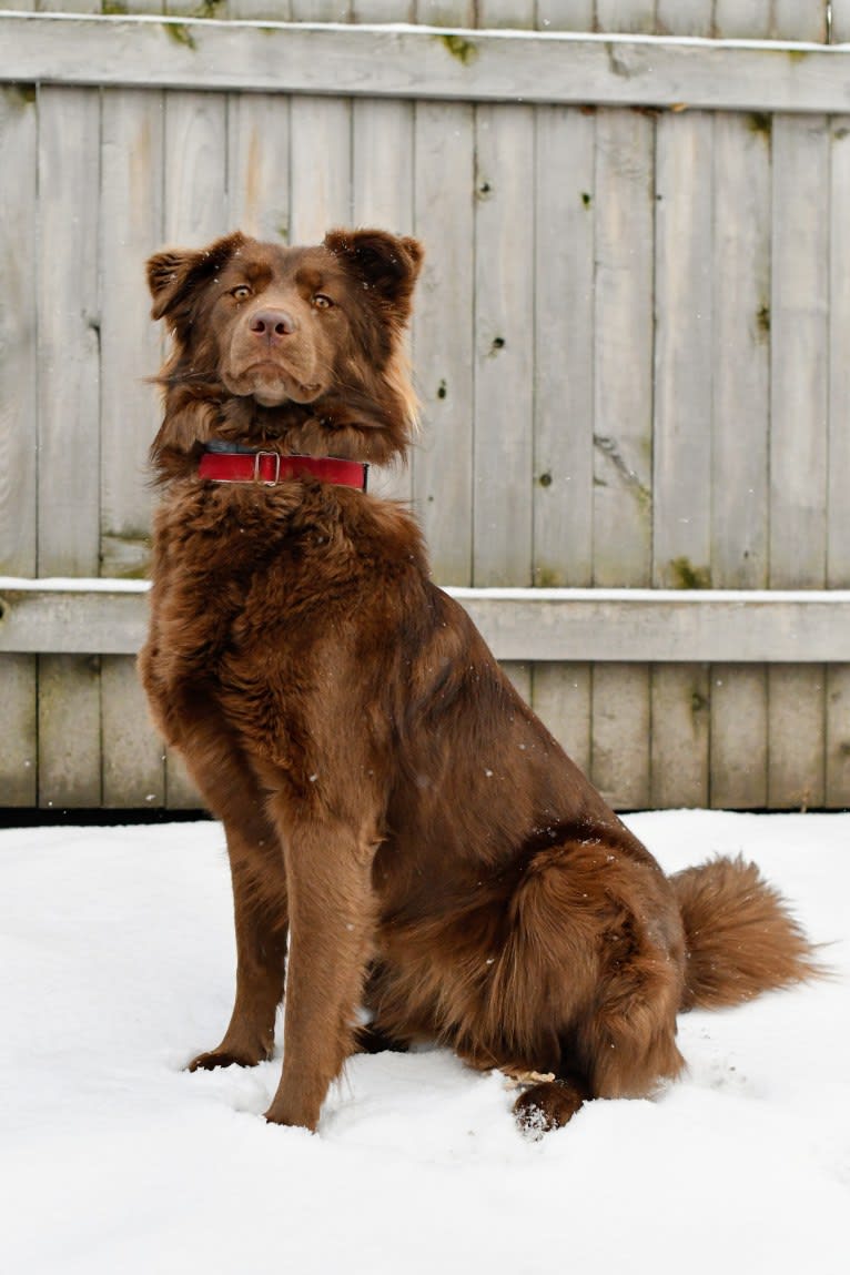 Siberian husky chocolate lab sale mix