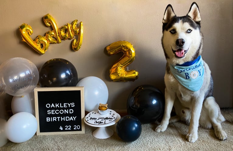Oakley, a Siberian Husky tested with EmbarkVet.com
