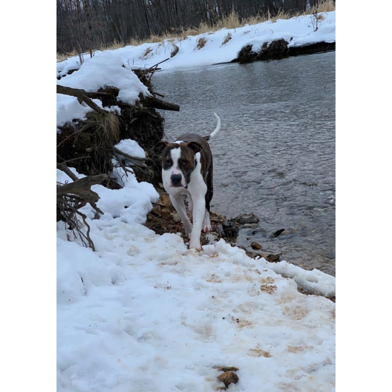 Tank, an American Bulldog tested with EmbarkVet.com