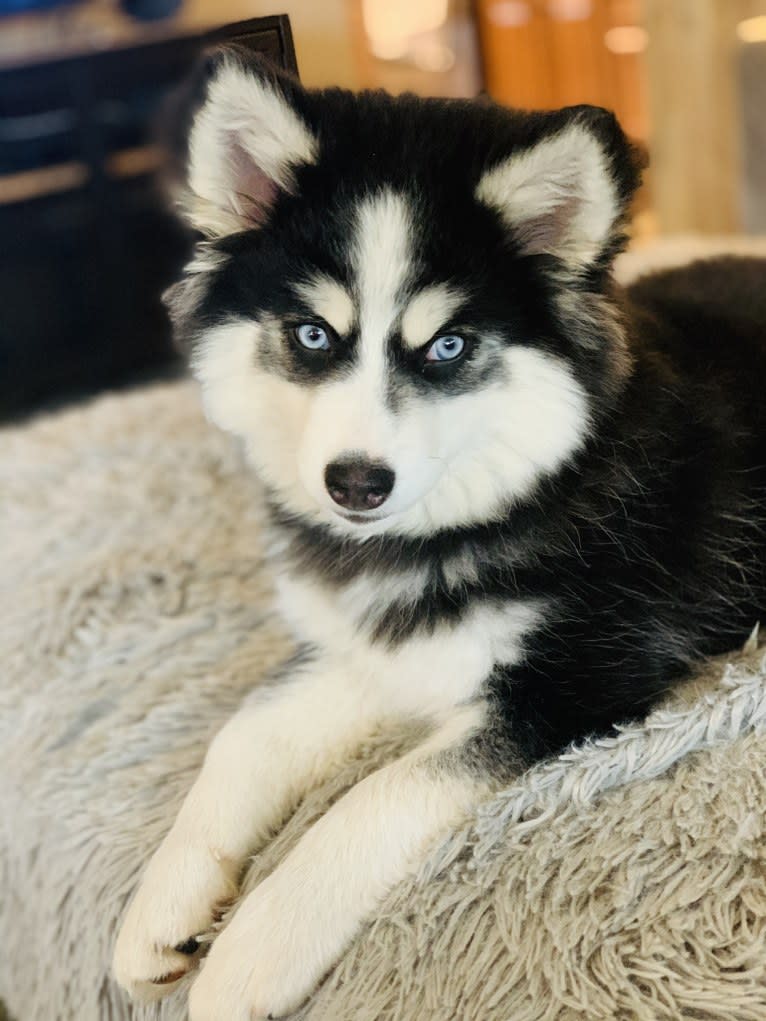 Teigen, a Pomsky tested with EmbarkVet.com