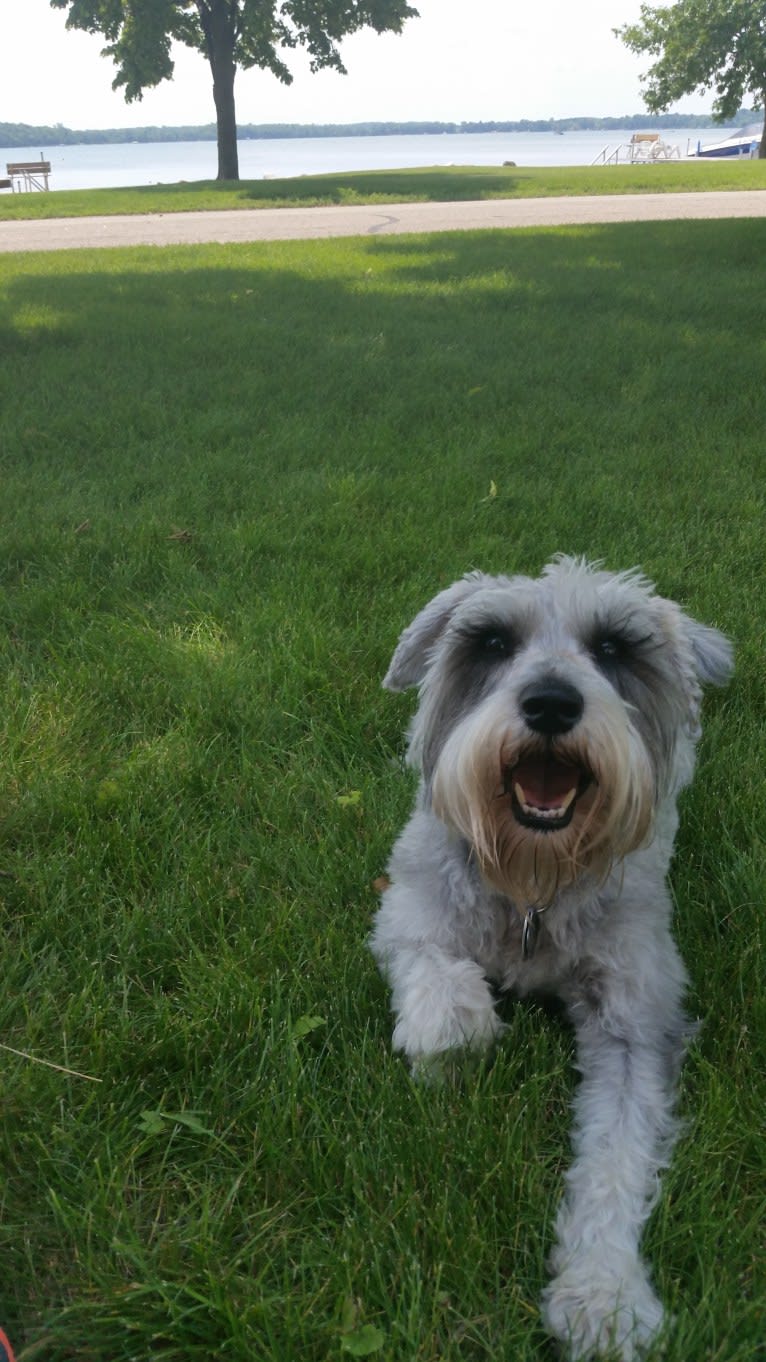 Schatzie, a Miniature Schnauzer tested with EmbarkVet.com
