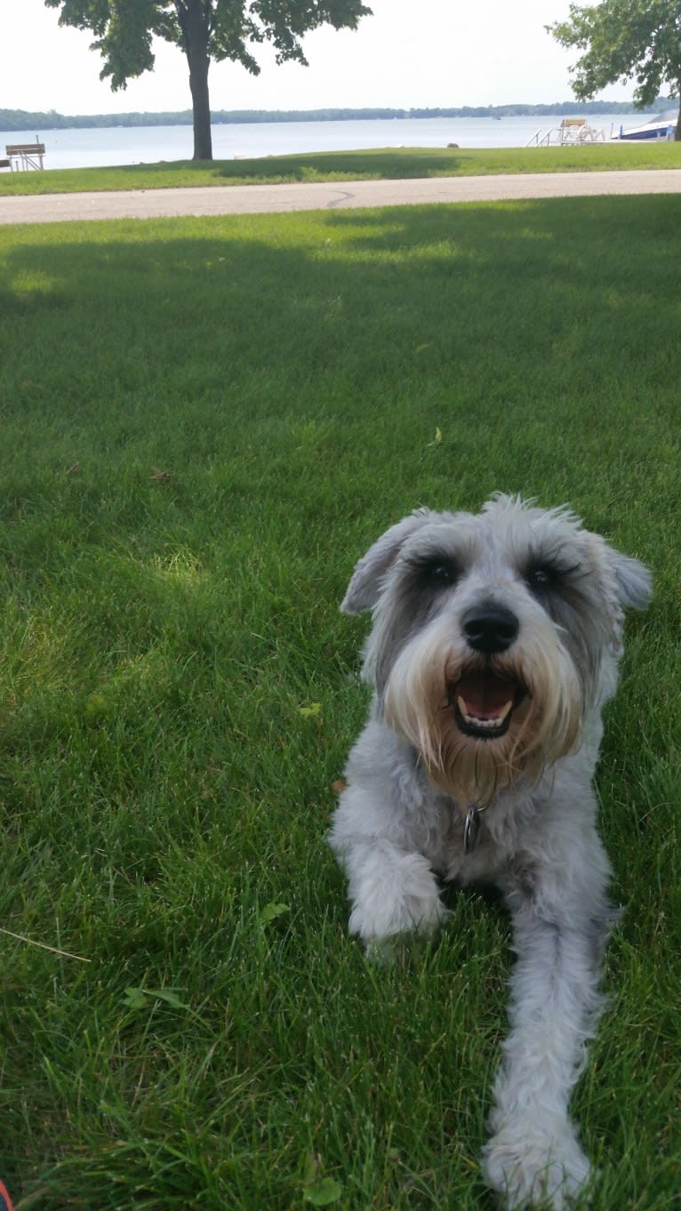 Schatzie, a Miniature Schnauzer tested with EmbarkVet.com