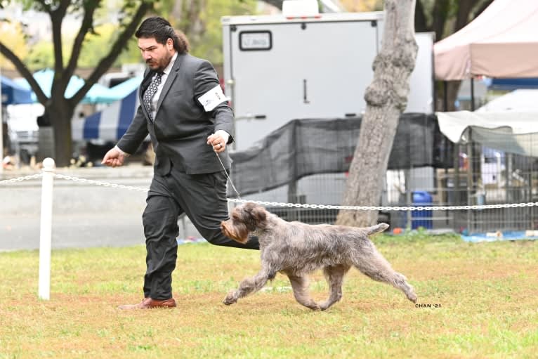 CH Gun Creek's Annie Get Your Gun, a Wirehaired Pointing Griffon tested with EmbarkVet.com