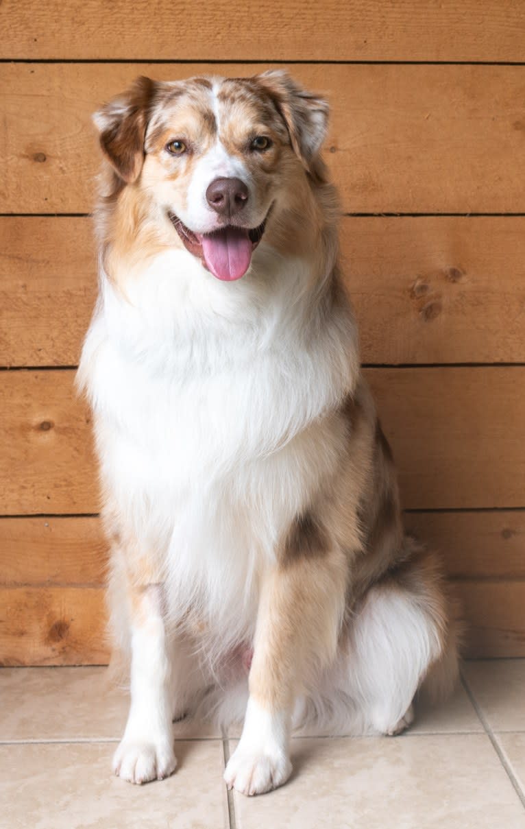 Neville, an Australian Shepherd tested with EmbarkVet.com