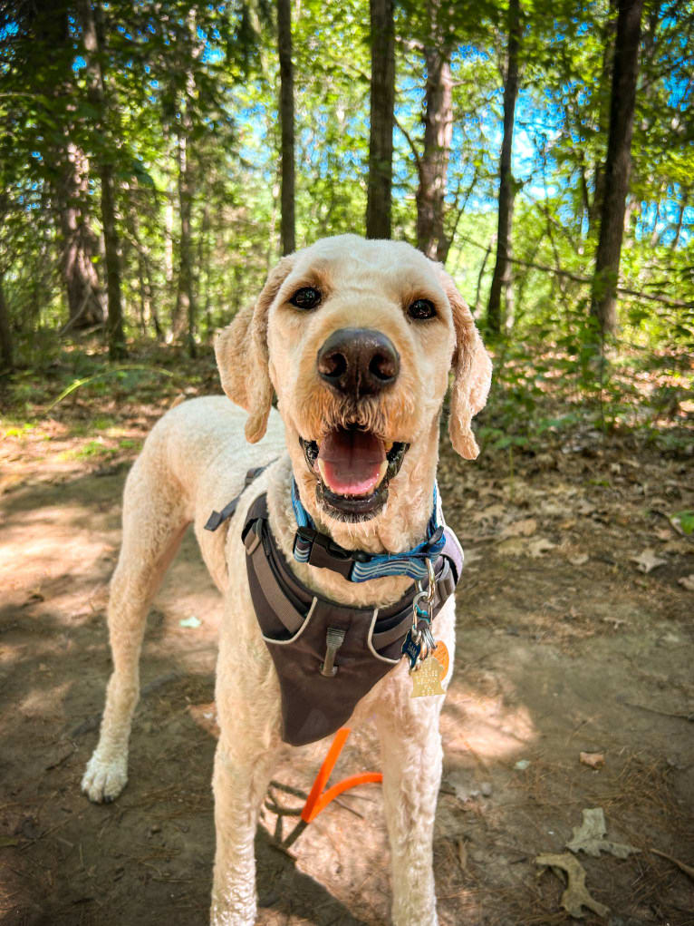 Sam, a Goldendoodle tested with EmbarkVet.com