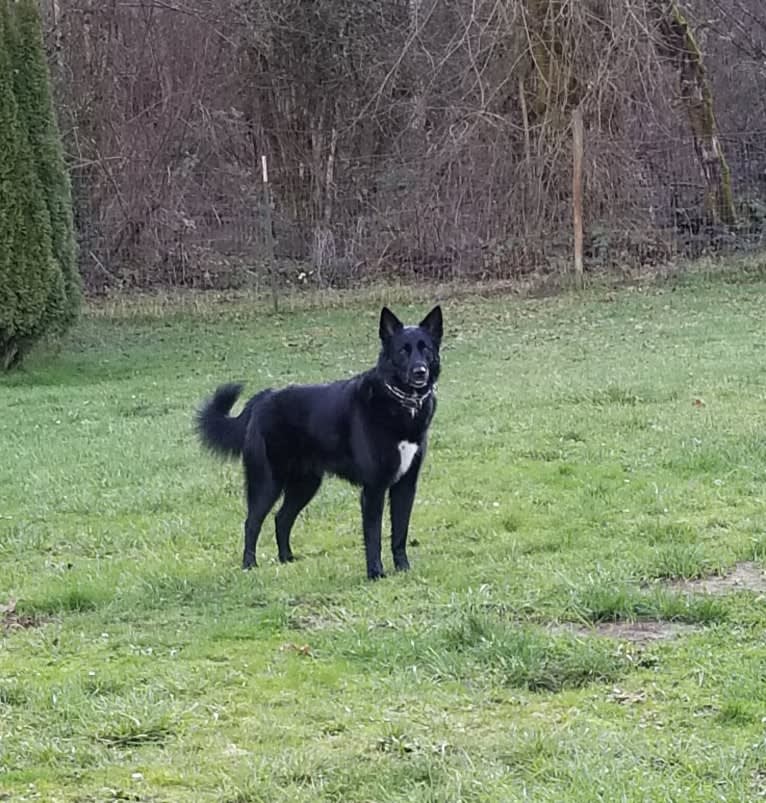 Dodge, a Karelian Bear Dog and Golden Retriever mix tested with EmbarkVet.com