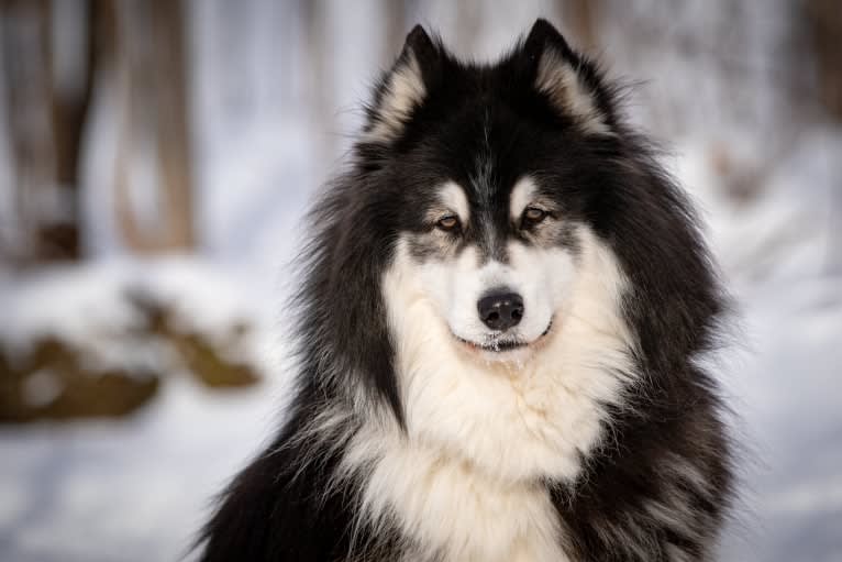 Nuvik, a Siberian Husky and Samoyed mix tested with EmbarkVet.com