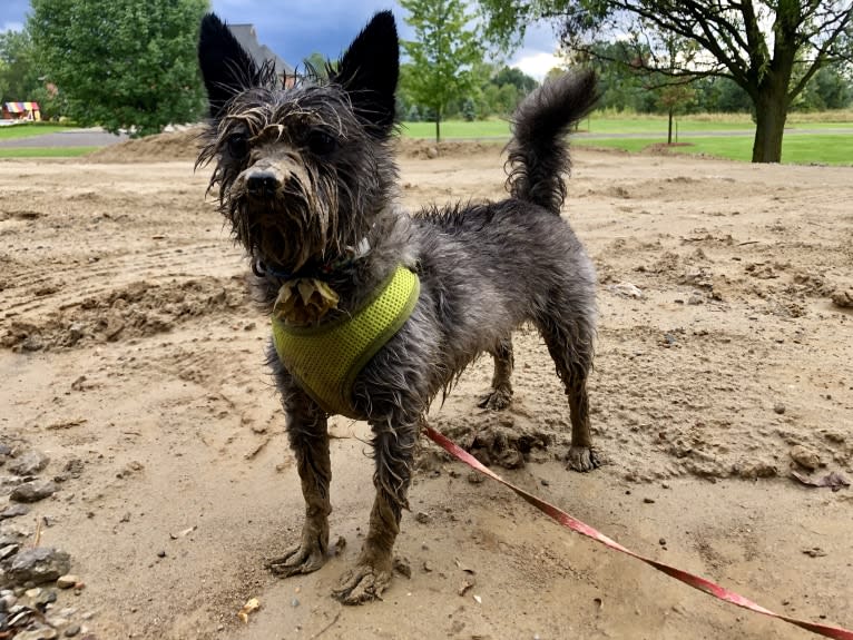 Francie, a Cairn Terrier and Yorkshire Terrier mix tested with EmbarkVet.com