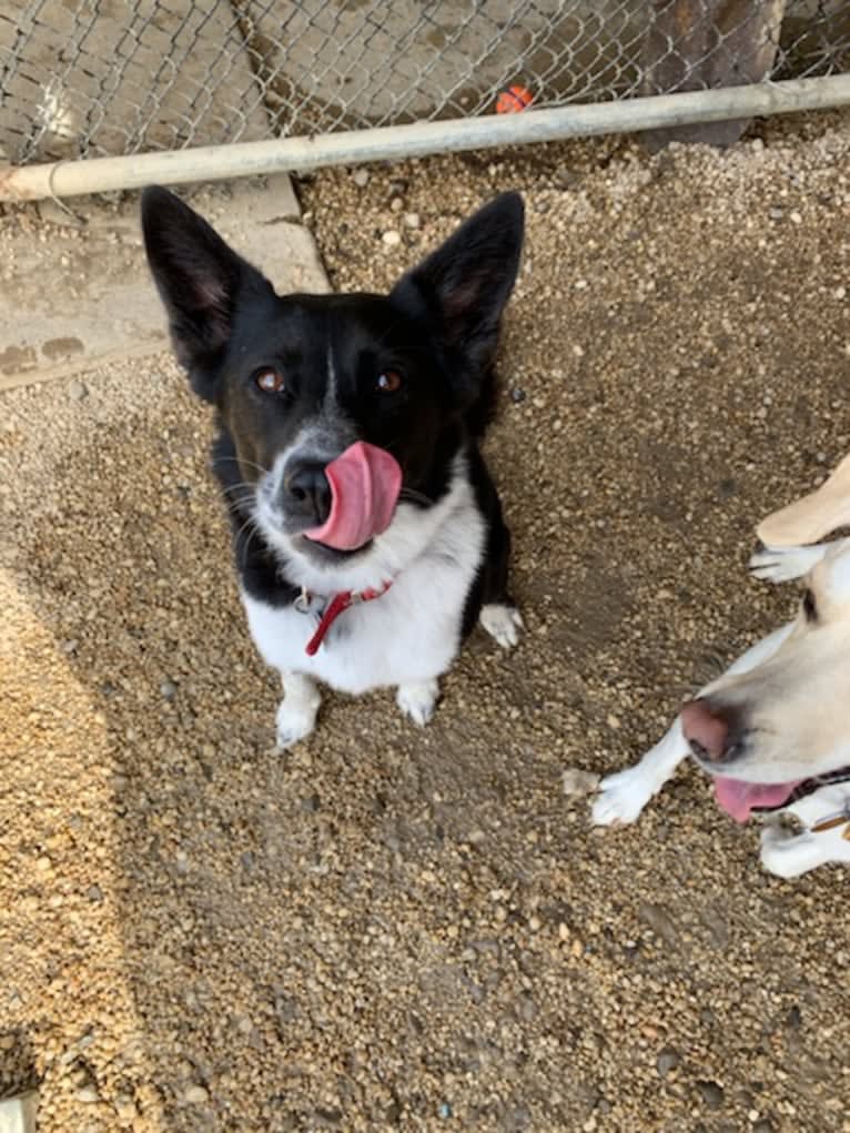 Kaylee, an Australian Cattle Dog and Alaskan Malamute mix tested with EmbarkVet.com