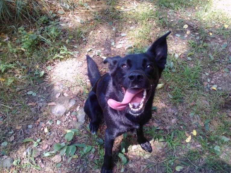 Rafaella, a Labrador Retriever and Chow Chow mix tested with EmbarkVet.com