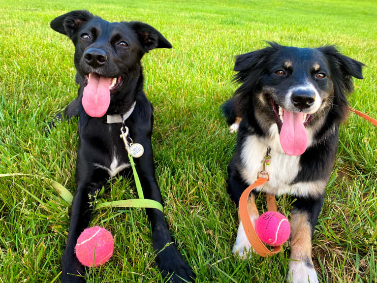 Nala, a Border Collie and American Pit Bull Terrier mix tested with EmbarkVet.com