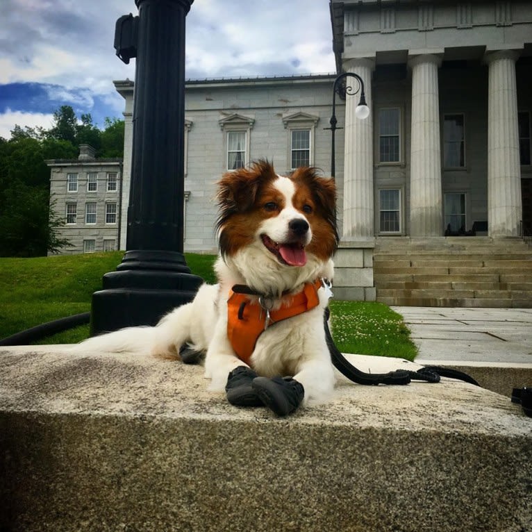 Cooper, an Australian Cattle Dog and Shih Tzu mix tested with EmbarkVet.com