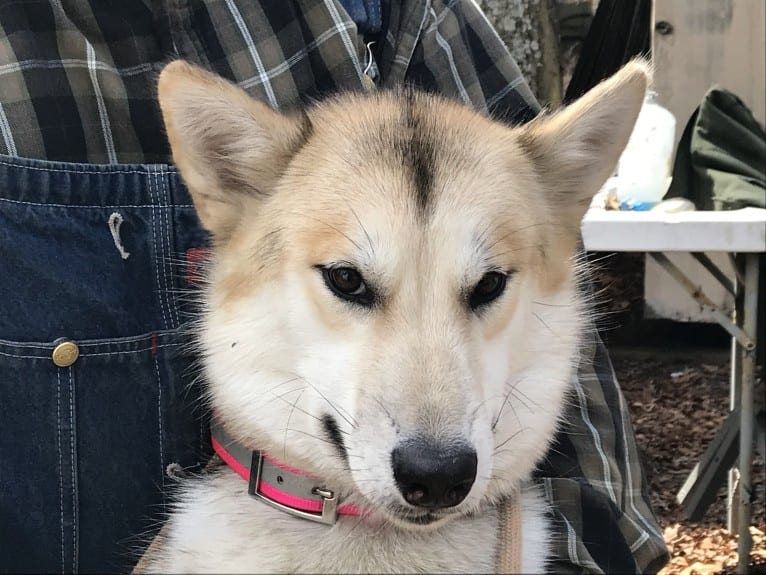 Tuli, a Greenland Dog tested with EmbarkVet.com