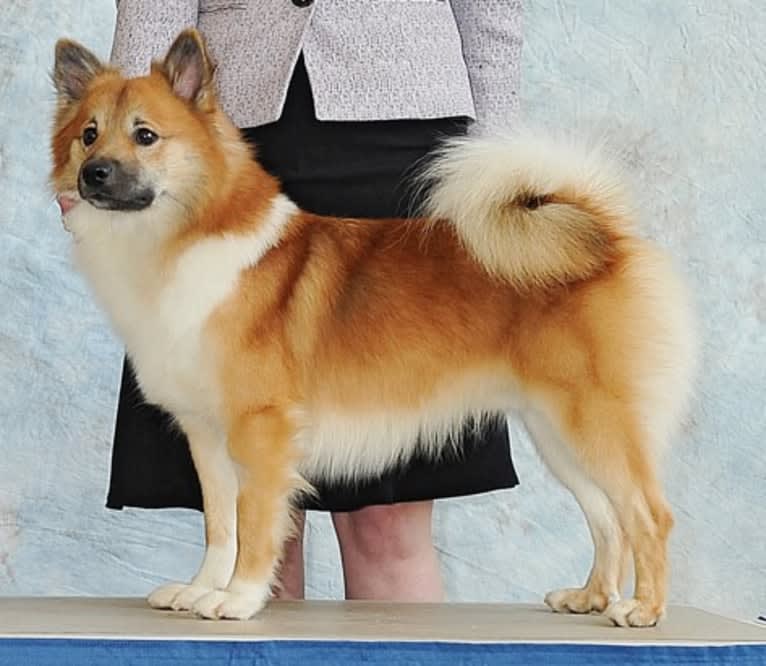 Maverick, an Icelandic Sheepdog tested with EmbarkVet.com
