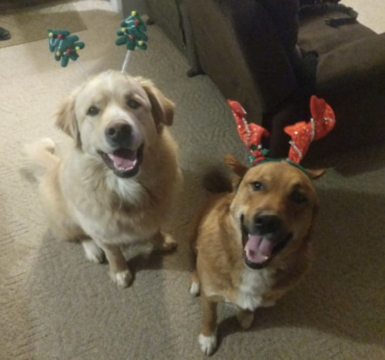 Flynn, a Labrador Retriever and Great Pyrenees mix tested with EmbarkVet.com