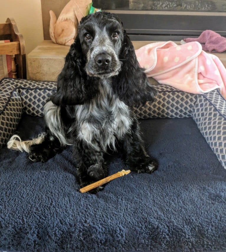 Jewell, an English Cocker Spaniel tested with EmbarkVet.com