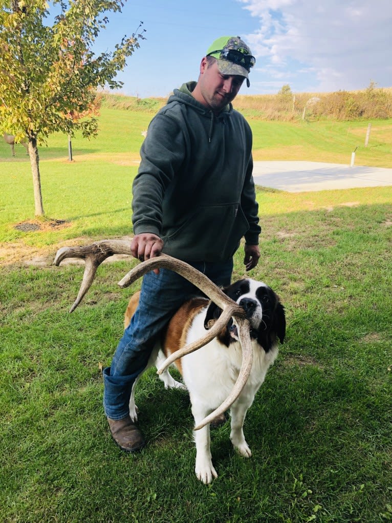 Sadie, a Saint Bernard tested with EmbarkVet.com