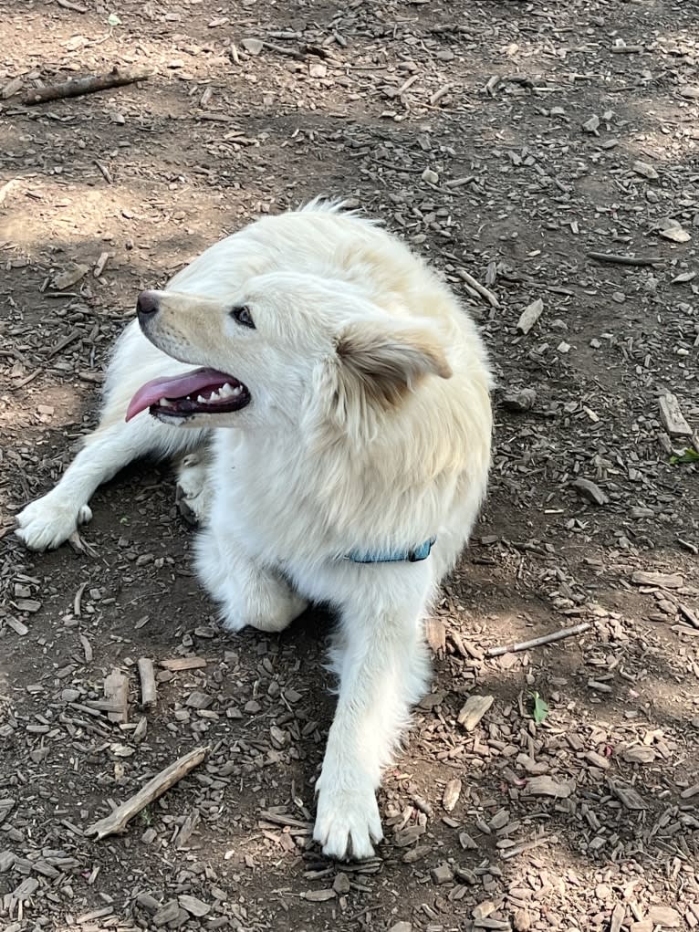 Aspen, an American Eskimo Dog and Chow Chow mix tested with EmbarkVet.com