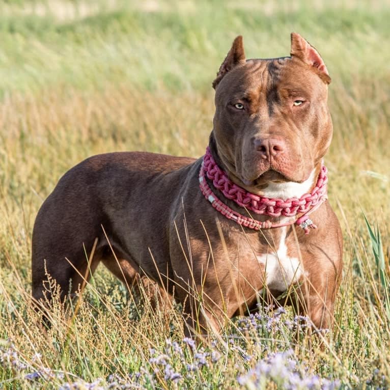 BSB/IBB’s Fendi Rome, an American Bully tested with EmbarkVet.com