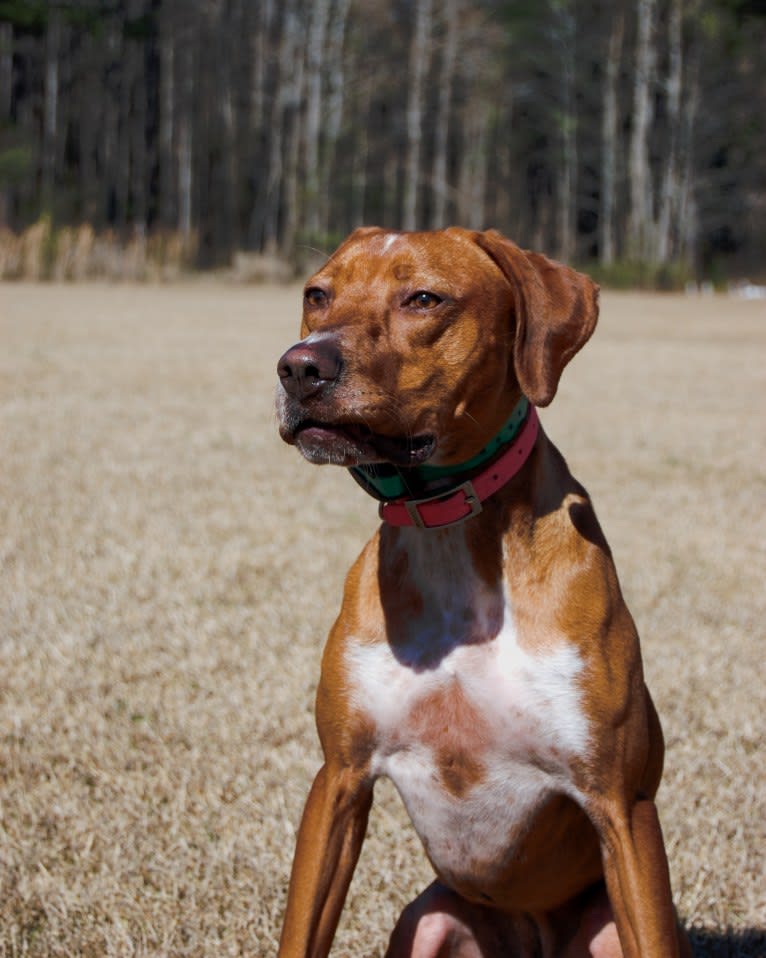 Tula, a Pointer and Llewellin Setter mix tested with EmbarkVet.com