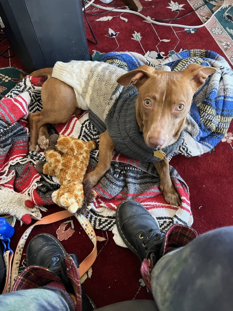 Bruce, an American Pit Bull Terrier and Chihuahua mix tested with EmbarkVet.com