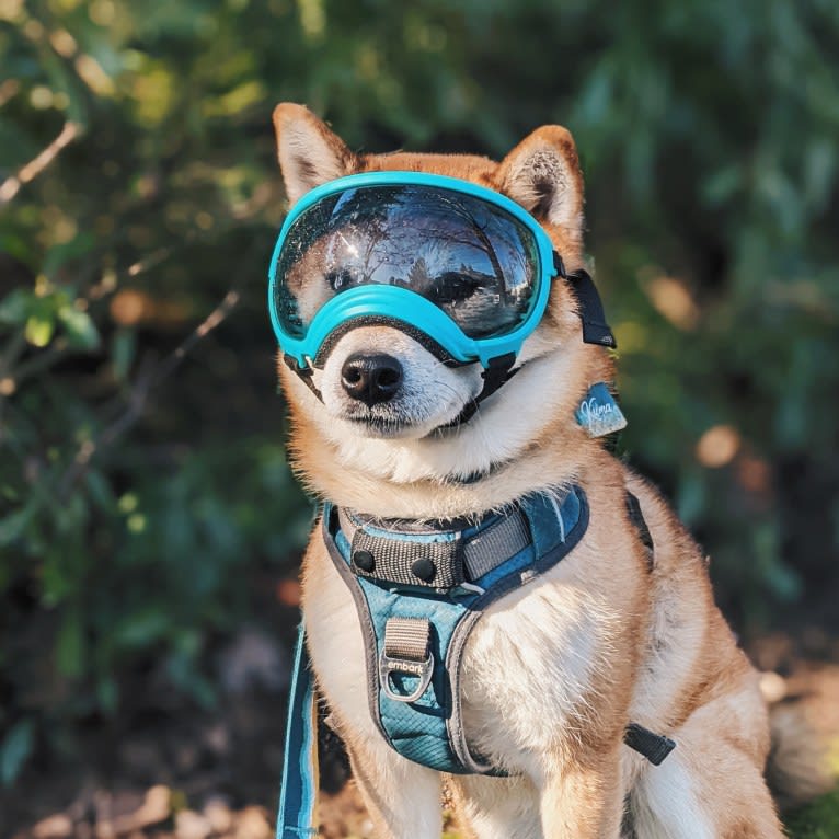 Kuma, a Shiba Inu tested with EmbarkVet.com