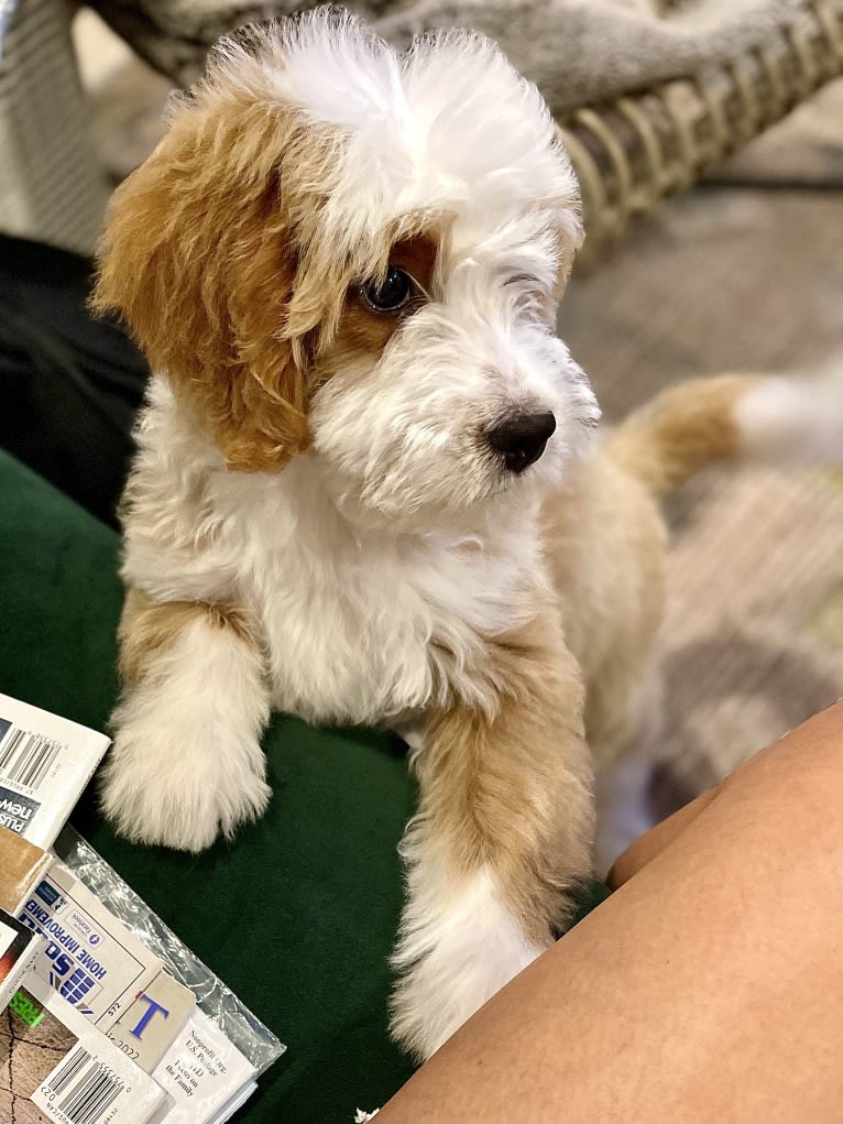 Monroe, a Bernedoodle tested with EmbarkVet.com