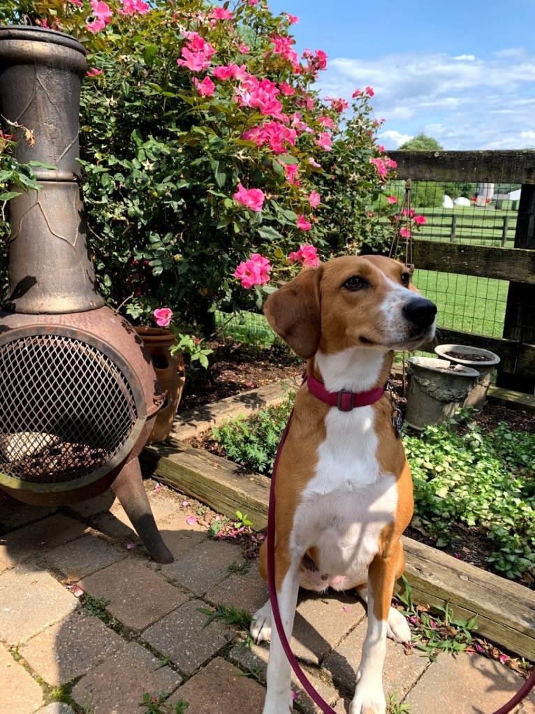 Willow, an American Foxhound tested with EmbarkVet.com