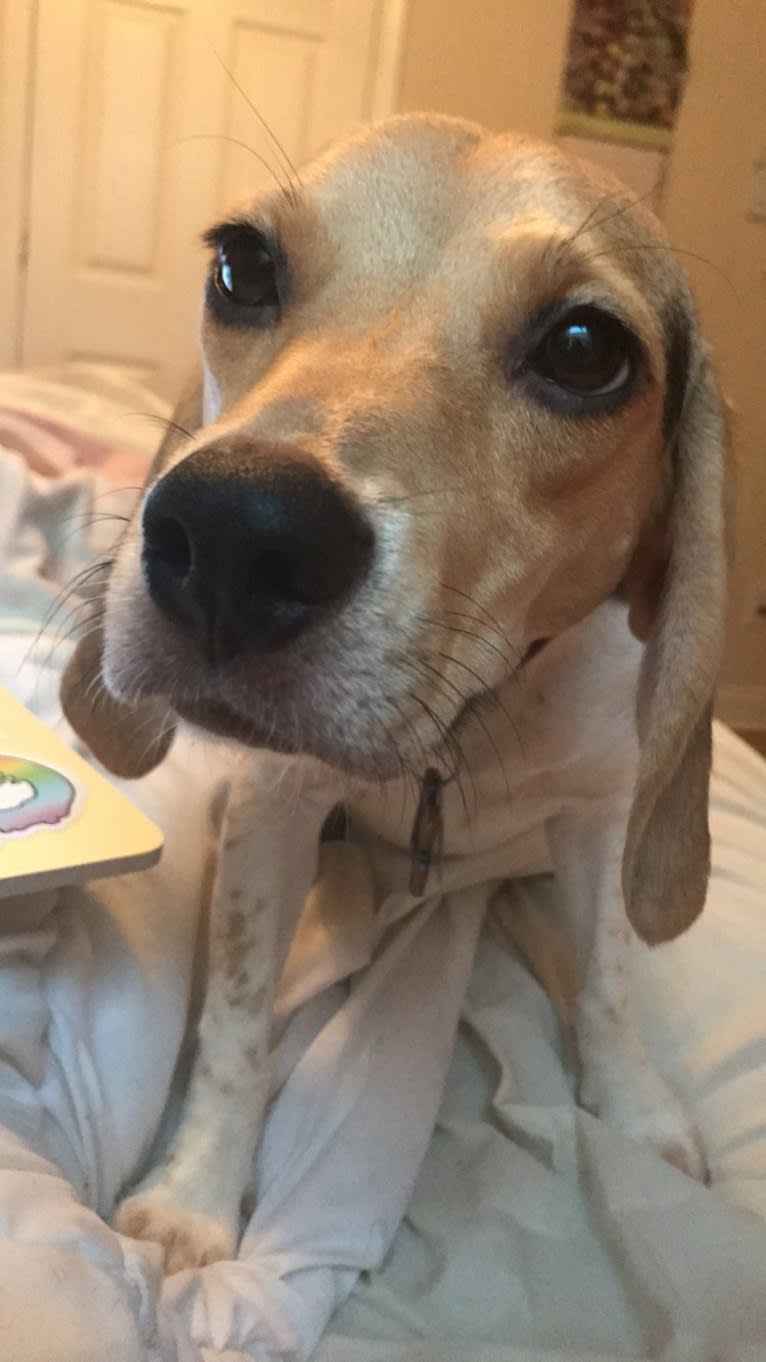 Rosie, a Beagle and Golden Retriever mix tested with EmbarkVet.com