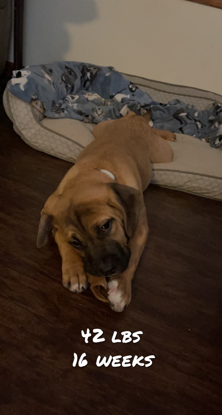 Dune, an American Bulldog and Bulldog mix tested with EmbarkVet.com