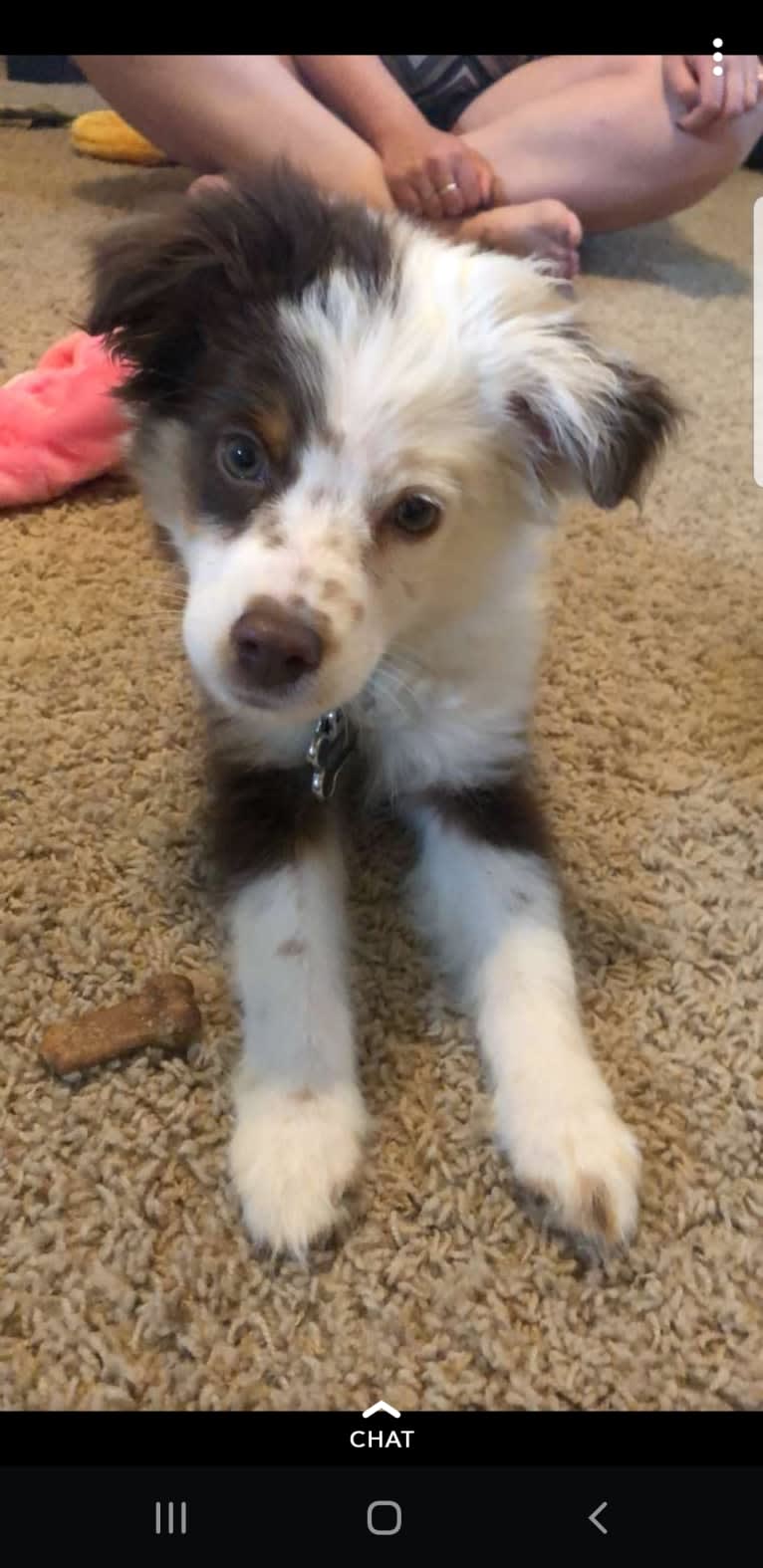 Berlin, an Australian Shepherd tested with EmbarkVet.com