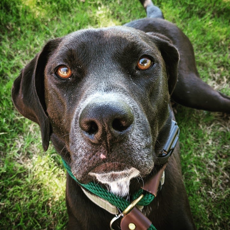 Bailey Bodie, an American Pit Bull Terrier and Catahoula Leopard Dog mix tested with EmbarkVet.com