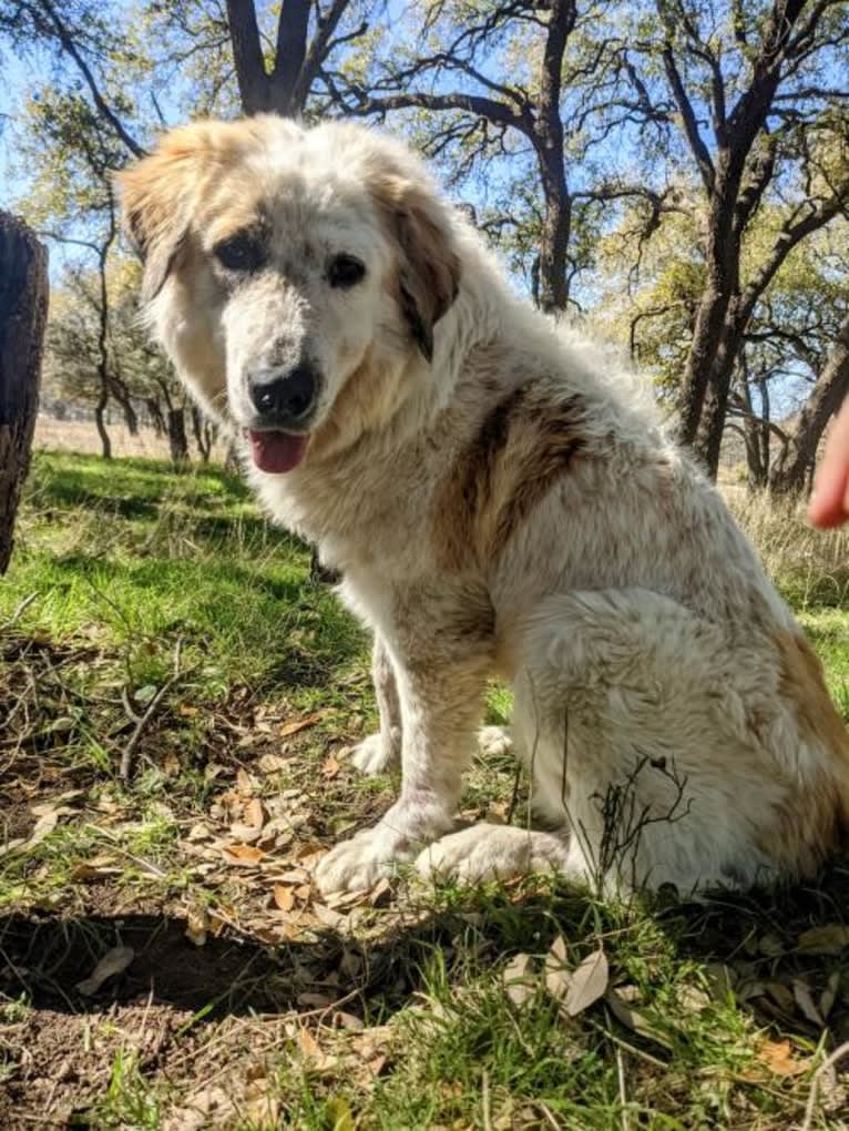 Moo Moo, a Great Pyrenees and German Shepherd Dog mix tested with EmbarkVet.com