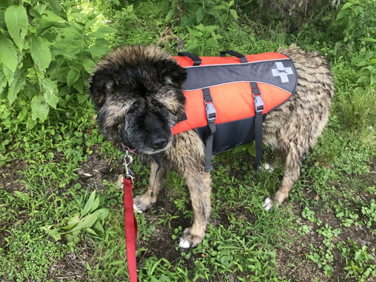 Kiki, an Akita tested with EmbarkVet.com