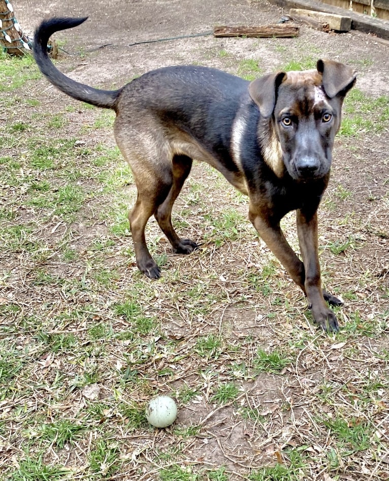 Magick, an American Pit Bull Terrier and German Shepherd Dog mix tested with EmbarkVet.com