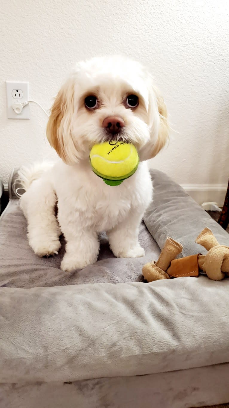 Moxie Fluff-Nugget, a Maltese and Lhasa Apso mix tested with EmbarkVet.com