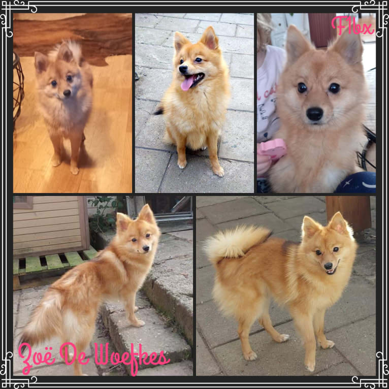 Zoë Het-Woefke-NL, a Pomeranian and Siberian Husky mix tested with EmbarkVet.com