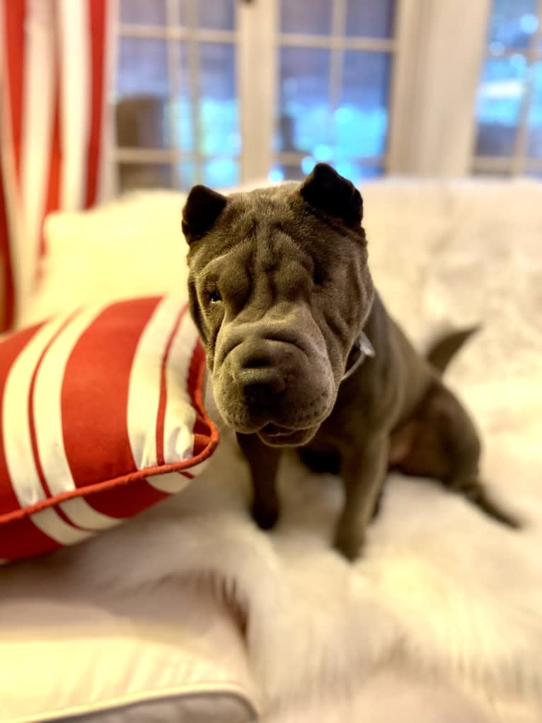 Pumpkin, a Chinese Shar-Pei tested with EmbarkVet.com