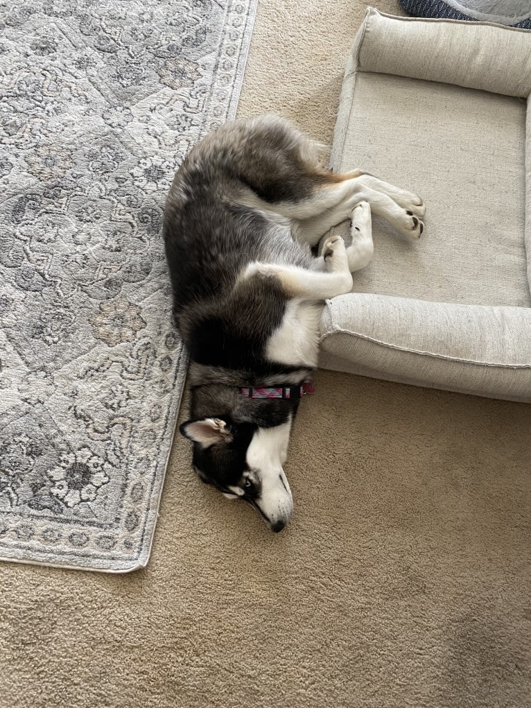 Shasta, a Siberian Husky tested with EmbarkVet.com