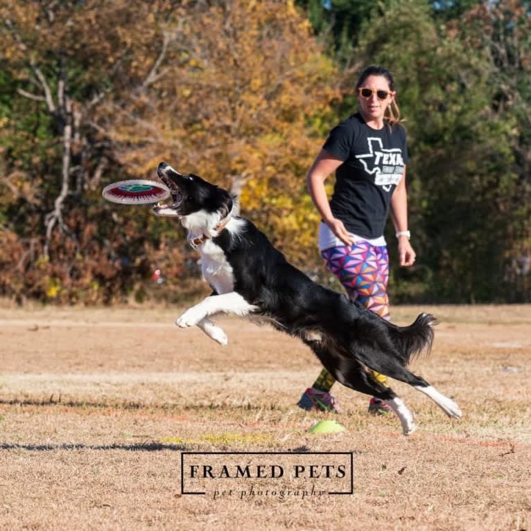 Shine On’s A Great Deal of Bravery “Neville”, a Border Collie tested with EmbarkVet.com