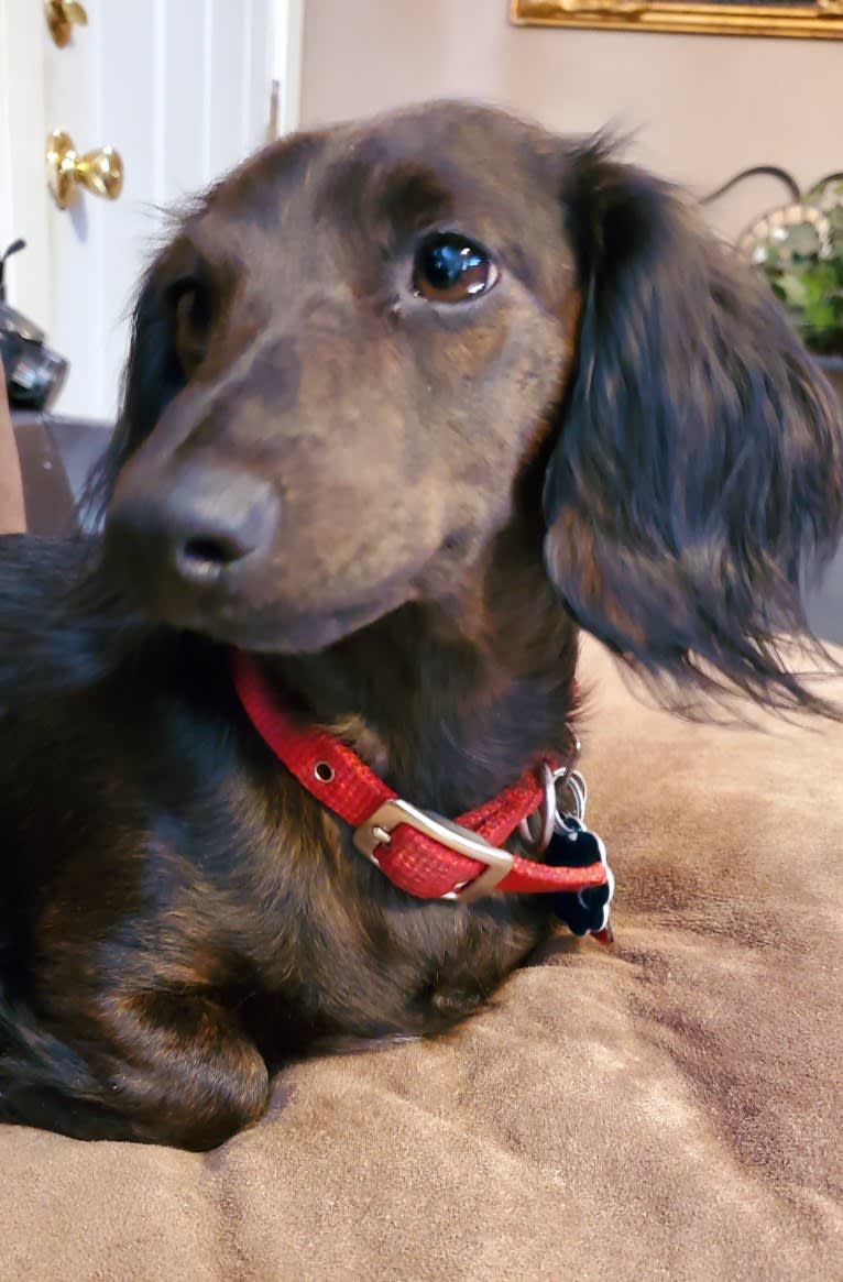 Maggie, a Dachshund tested with EmbarkVet.com