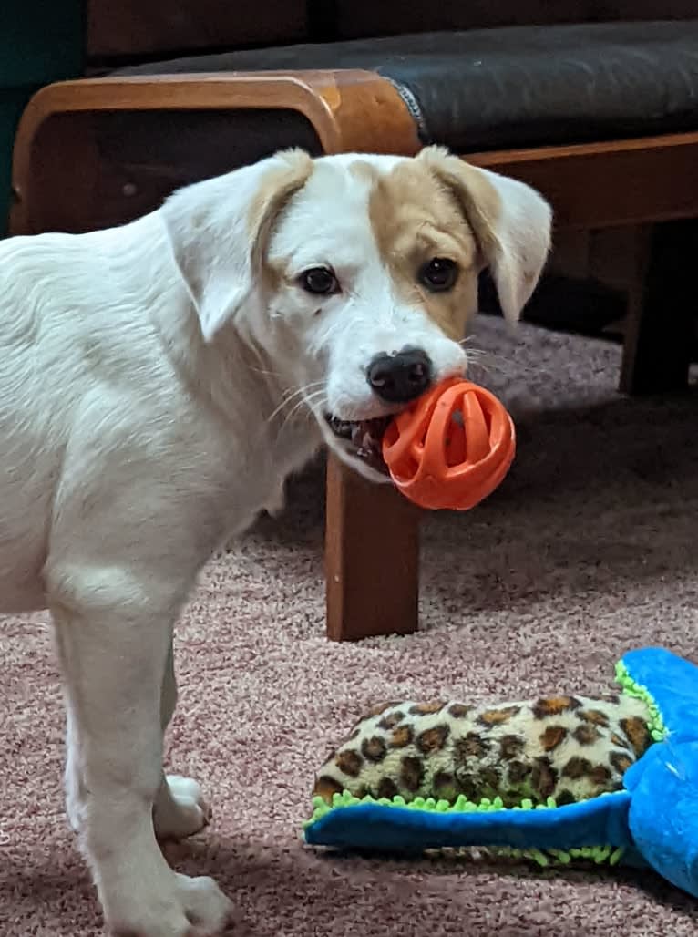 Hudson, an American Pit Bull Terrier and Great Pyrenees mix tested with EmbarkVet.com